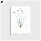アートポストカード-Vanilla lily illustration - ピエール ジョゼフ ルドゥーテ Postcard.