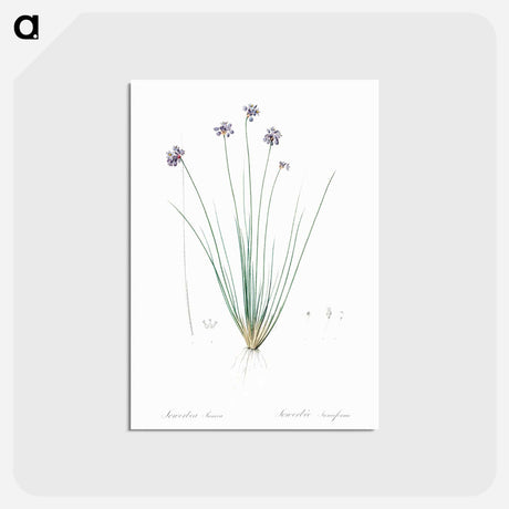 アートポストカード-Vanilla lily illustration - ピエール ジョゼフ ルドゥーテ Postcard.