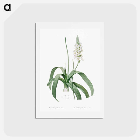 アートポストカード-Narbonne star-of-Bethlehem - ピエール ジョゼフ ルドゥーテ Postcard.