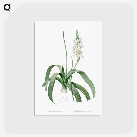 アートポストカード-Narbonne star-of-Bethlehem - ピエール ジョゼフ ルドゥーテ Postcard.