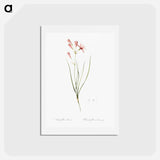 アートポストカード-Amaryllis montana illustration - ピエール ジョゼフ ルドゥーテ Postcard.