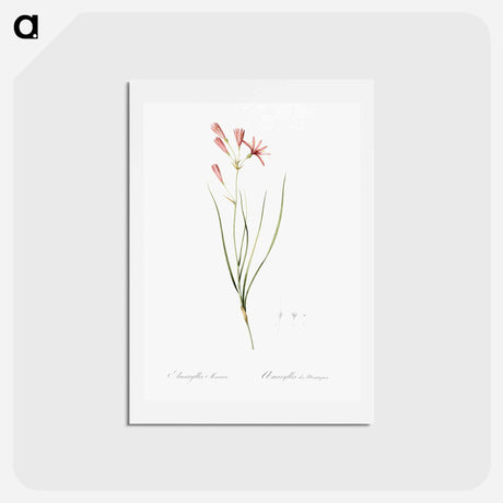 アートポストカード-Amaryllis montana illustration - ピエール ジョゼフ ルドゥーテ Postcard.
