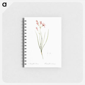 アートメモ帳-Amaryllis montana illustration - ピエール ジョゼフ ルドゥーテ Memo.