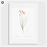 Amaryllis montana illustration - Pierre Joseph Redouté Poster.