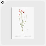 アートポストカード-Amaryllis montana illustration - ピエール ジョゼフ ルドゥーテ Postcard.