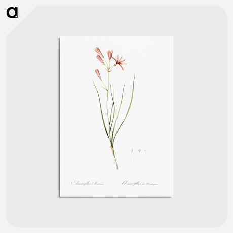 アートポストカード-Amaryllis montana illustration - ピエール ジョゼフ ルドゥーテ Postcard.