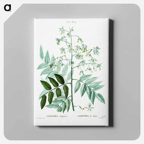 アートパネル-Japanese pagoda tree - ピエール ジョゼフ ルドゥーテ Canvas.