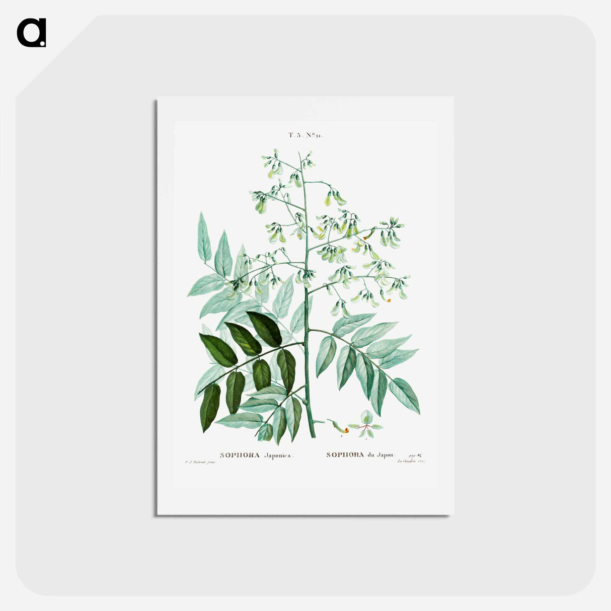 アートポストカード-Japanese pagoda tree - ピエール ジョゼフ ルドゥーテ Postcard.