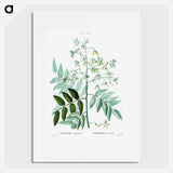 Japanese pagoda tree - ピエール ジョゼフ ルドゥーテ Poster.