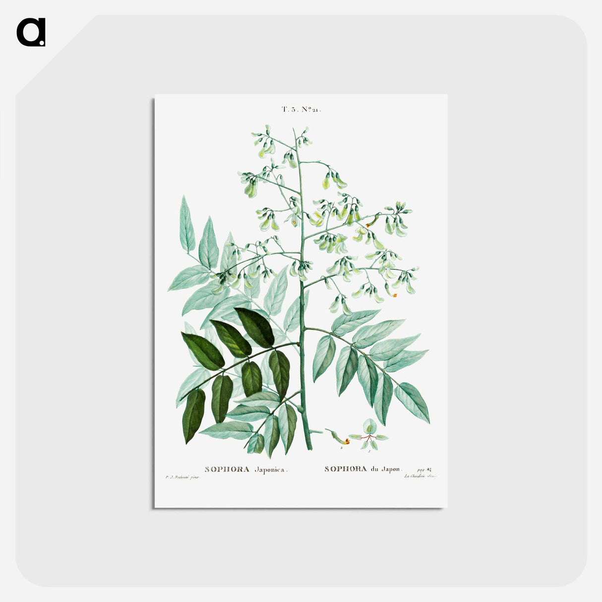 アートポストカード-Japanese pagoda tree - ピエール ジョゼフ ルドゥーテ Postcard.