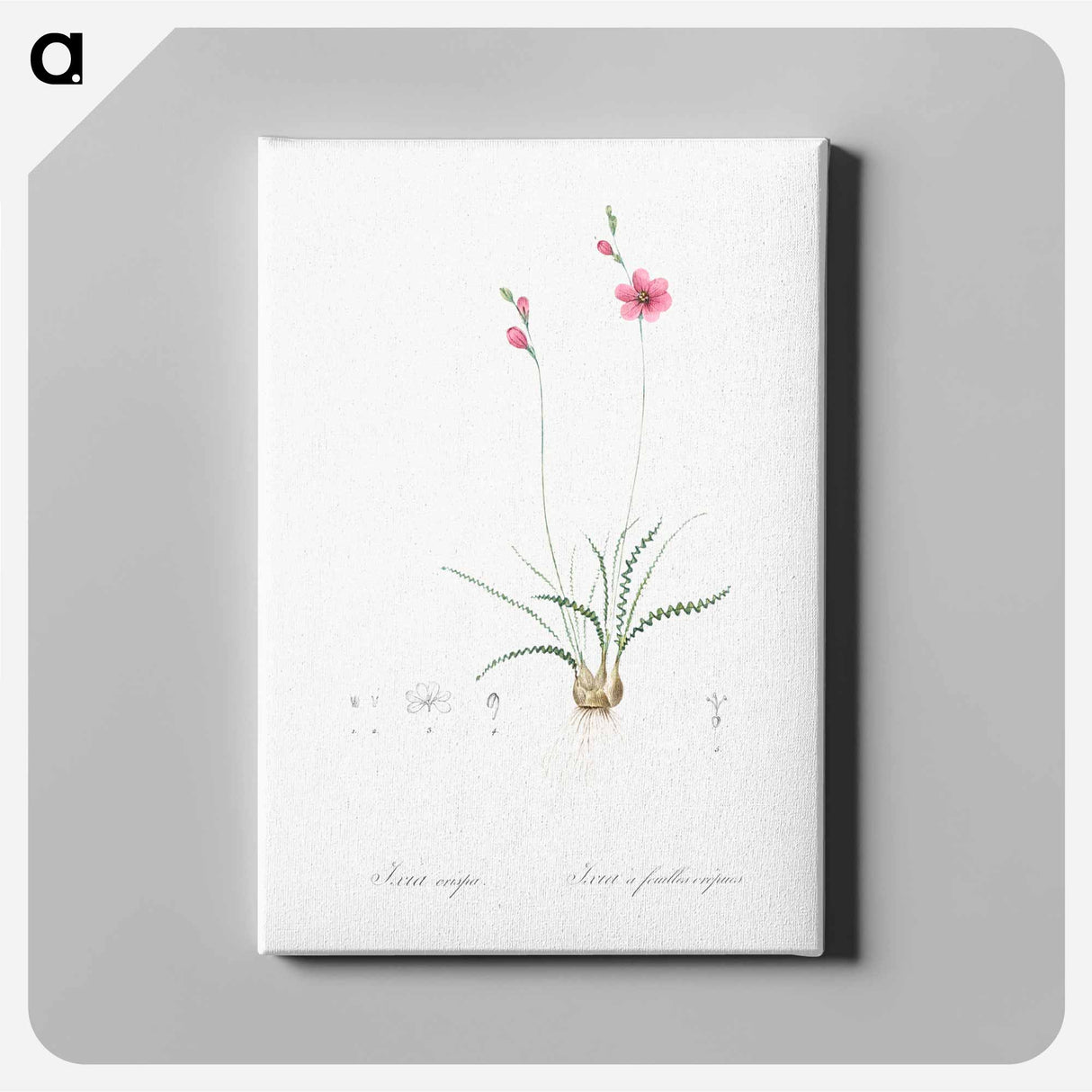 アートパネル-Ixia crispa illustration - ピエール ジョゼフ ルドゥーテ Canvas.