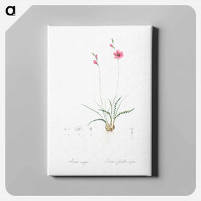 アートパネル-Ixia crispa illustration - ピエール ジョゼフ ルドゥーテ Canvas.