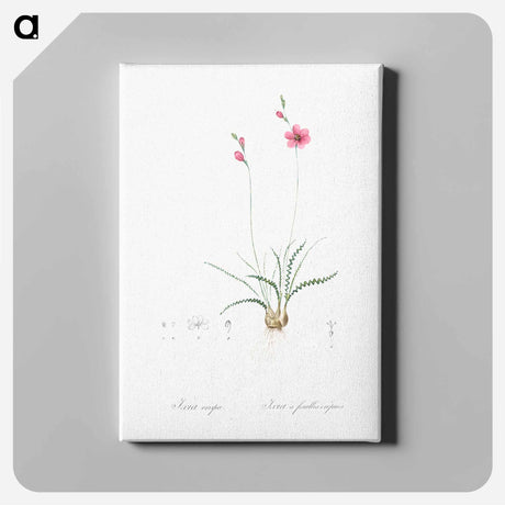 アートパネル-Ixia crispa illustration - ピエール ジョゼフ ルドゥーテ Canvas.