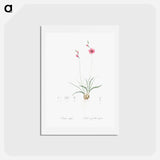 アートポストカード-Ixia crispa illustration - ピエール ジョゼフ ルドゥーテ Postcard.