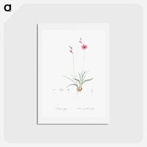 アートポストカード-Ixia crispa illustration - ピエール ジョゼフ ルドゥーテ Postcard.
