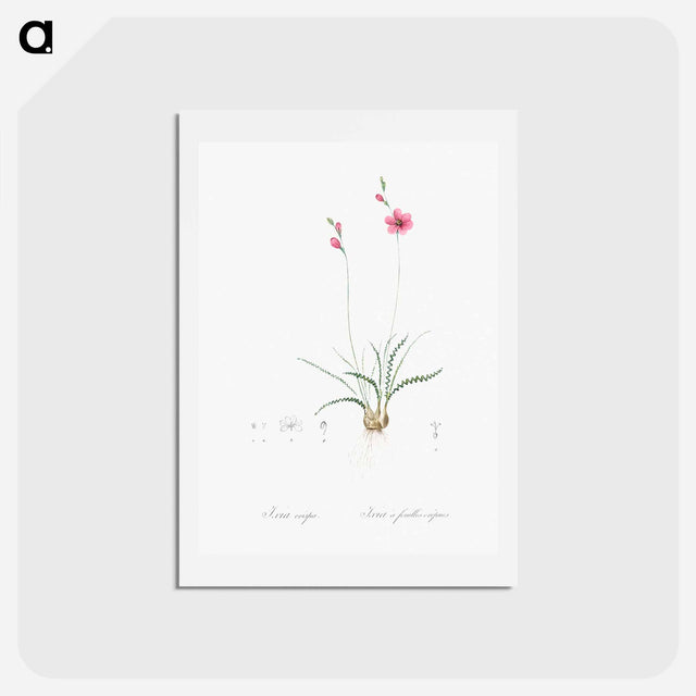 アートポストカード-Ixia crispa illustration - ピエール ジョゼフ ルドゥーテ Postcard.