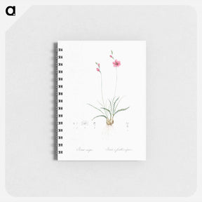 アートメモ帳-Ixia crispa illustration - ピエール ジョゼフ ルドゥーテ Memo.