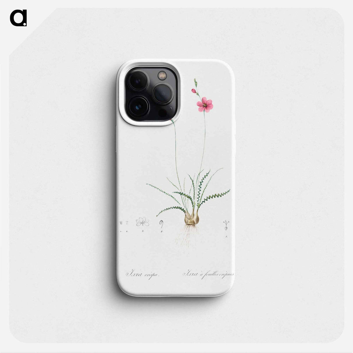 Ixia crispa illustration - ピエール ジョゼフ ルドゥーテ Phone Case.