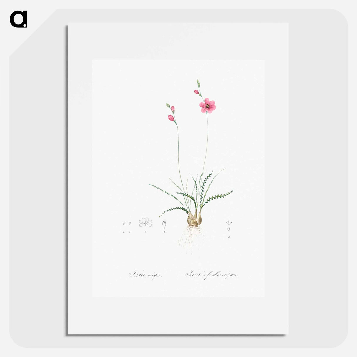 Ixia crispa illustration - Pierre Joseph Redouté Poster.
