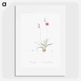 Ixia crispa illustration - Pierre Joseph Redouté Poster.