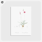 アートポストカード-Ixia crispa illustration - ピエール ジョゼフ ルドゥーテ Postcard.
