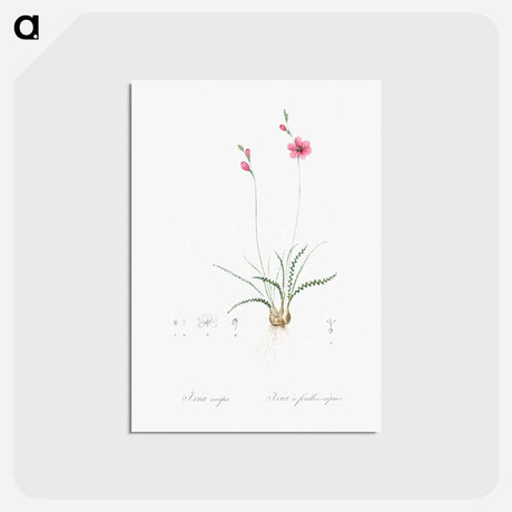 アートポストカード-Ixia crispa illustration - ピエール ジョゼフ ルドゥーテ Postcard.