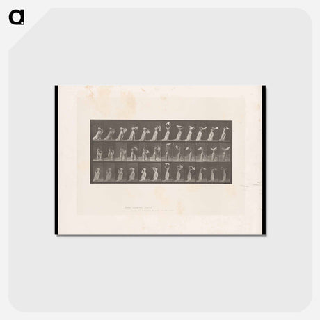 アートポストカード-Woman with Drapery
 - エドワード マイブリッジ Postcard.