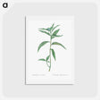 アートポストカード-Dayflower - ピエール ジョゼフ ルドゥーテ Postcard.