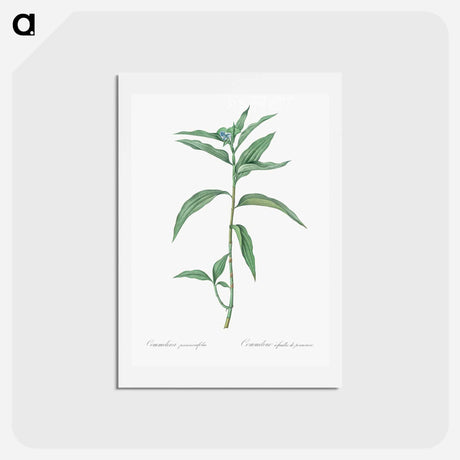 アートポストカード-Dayflower - ピエール ジョゼフ ルドゥーテ Postcard.