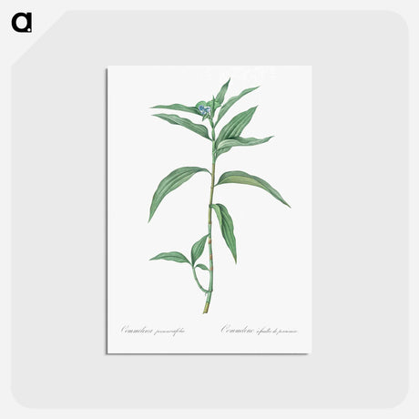 アートポストカード-Dayflower - ピエール ジョゼフ ルドゥーテ Postcard.