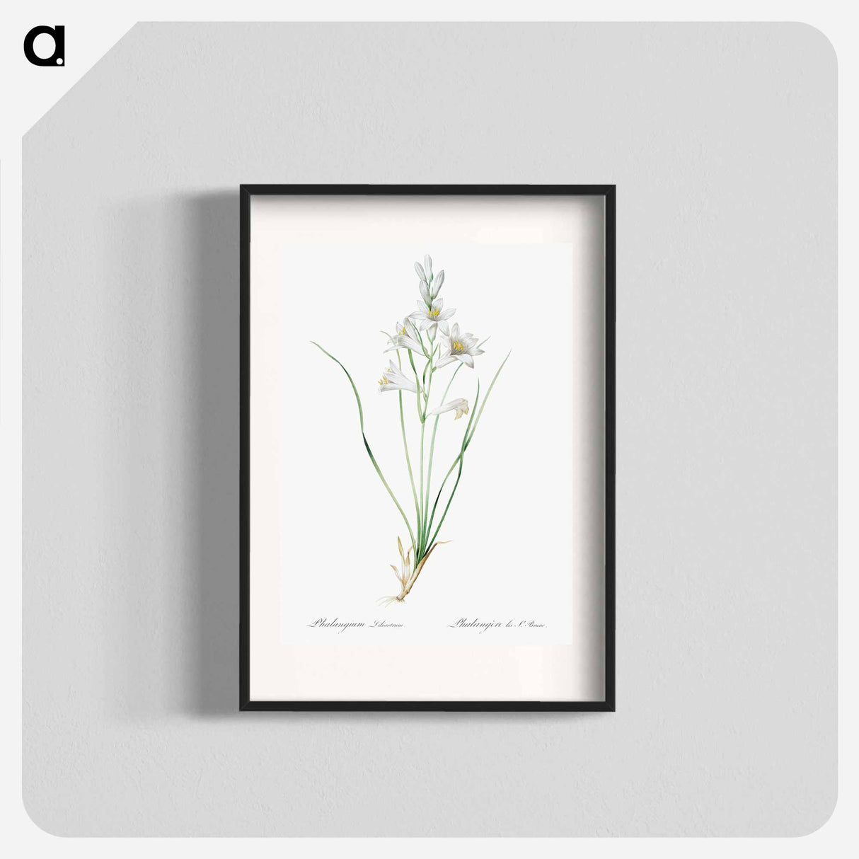 Paradise lily illustration - Pierre Joseph Redouté Poster.