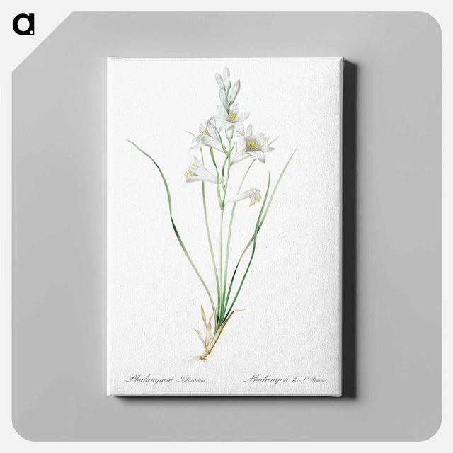 アートパネル-Paradise lily illustration - ピエール ジョゼフ ルドゥーテ Canvas.
