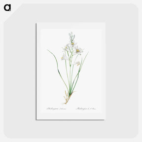 アートポストカード-Paradise lily illustration - ピエール ジョゼフ ルドゥーテ Postcard.