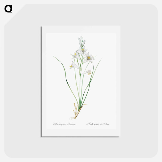 アートポストカード-Paradise lily illustration - ピエール ジョゼフ ルドゥーテ Postcard.
