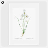 Paradise lily illustration - Pierre Joseph Redouté Poster.