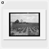 Untitled photo - Dorothea Lange Poster.