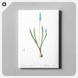 アートパネル-Grape hyacinth illustration - ピエール ジョゼフ ルドゥーテ Canvas.