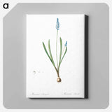アートパネル-Grape hyacinth illustration - ピエール ジョゼフ ルドゥーテ Canvas.