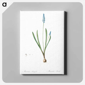 アートパネル-Grape hyacinth illustration - ピエール ジョゼフ ルドゥーテ Canvas.