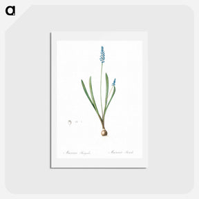 アートポストカード-Grape hyacinth illustration - ピエール ジョゼフ ルドゥーテ Postcard.