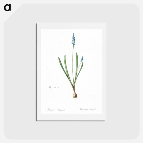 アートポストカード-Grape hyacinth illustration - ピエール ジョゼフ ルドゥーテ Postcard.