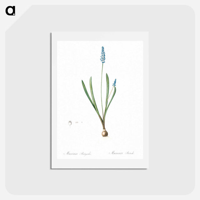 アートポストカード-Grape hyacinth illustration - ピエール ジョゼフ ルドゥーテ Postcard.