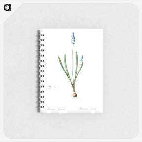 アートメモ帳-Grape hyacinth illustration - ピエール ジョゼフ ルドゥーテ Memo.