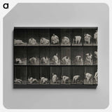 アートパネル-Obese Woman Rising
 - エドワード マイブリッジ Canvas.