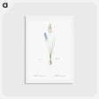 アートポストカード-Autumn squill illustration - ピエール ジョゼフ ルドゥーテ Postcard.