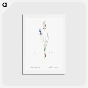 アートポストカード-Autumn squill illustration - ピエール ジョゼフ ルドゥーテ Postcard.