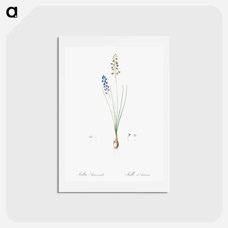 アートポストカード-Autumn squill illustration - ピエール ジョゼフ ルドゥーテ Postcard.
