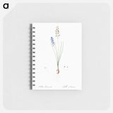 Autumn squill illustration - ピエール ジョゼフ ルドゥーテ Memo.