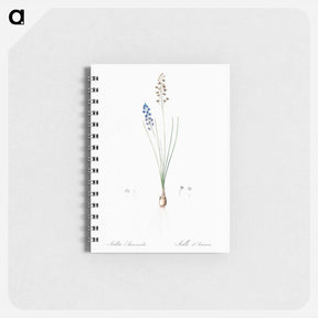 アートメモ帳-Autumn squill illustration - ピエール ジョゼフ ルドゥーテ Memo.