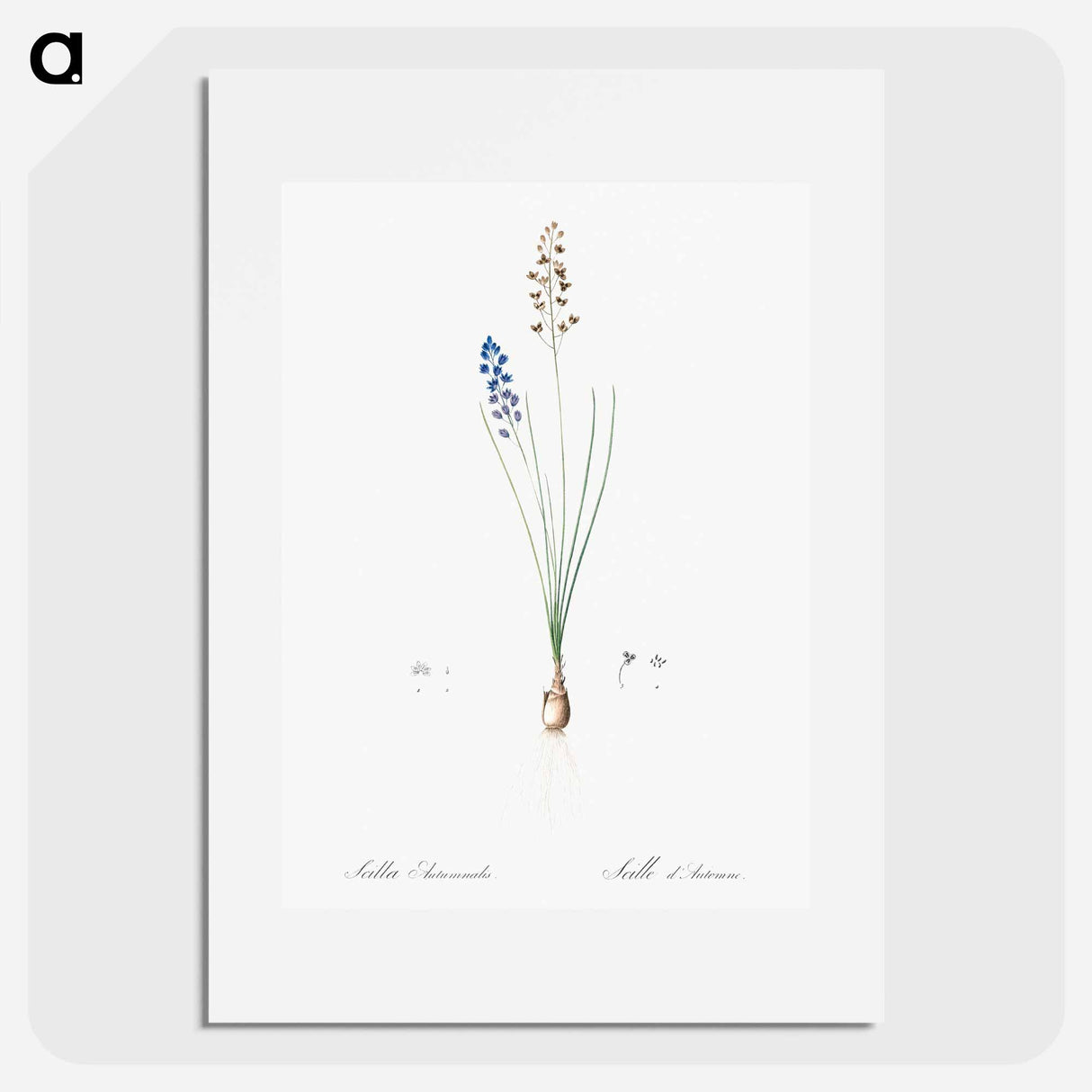 Autumn squill illustration - Pierre Joseph Redouté Poster.